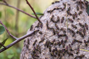 Close-up photography of a swarm of tiny polybia wasps on their big nest, captured in a garden near the colonial town of Villa de Leyva in central Colombia.