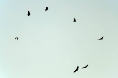 Turkey vultures soaring on a clear sky over the plateau of the eastern Andes range of central Colombia, near the colonial town of Villa de Leyva.