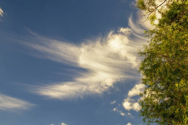 Cirrus Clouds Willow Tree Colonial Town Villa Leyva Eastern Andes — ストック写真