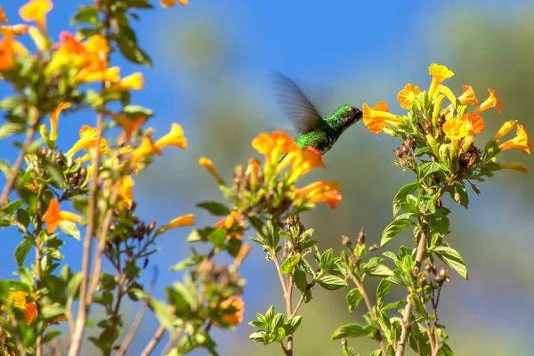 Western Emerald Hummingbird Feeds Streptosolen Flower Esatern Andes Range Colonial — Stockfoto