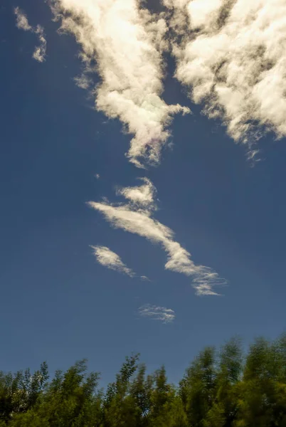 Little Fish Shaped Cloud Floating Some Acacia Trees Early Afternoon — Foto Stock
