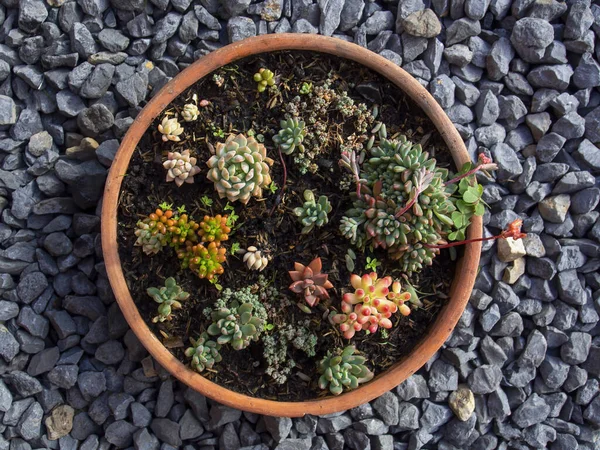 Variety Mini Succulent Plants Clay Pot Captured Garden Colonial Town — Fotografia de Stock