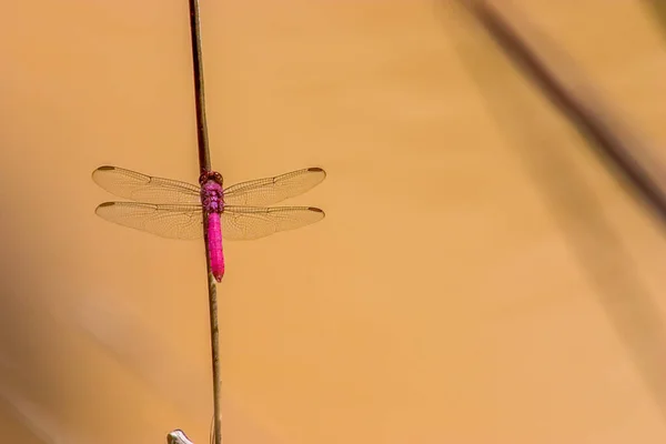 Close-up photography of  a neon skimmer dragonfly laying on a straw over a pond near the town of Barichara in the eastern Andes range of central Colombia.