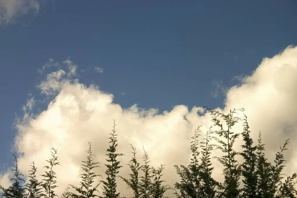 Cumulus Clouds Blue Sky Some Pine Tree Tops Captured Forest — Photo