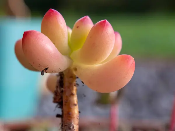 Fotografía Macro Las Hojas Suculentas Planta Jalea Capturadas Jardín Cerca — Foto de Stock