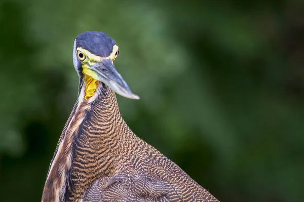 Close Photography Head Bare Throated Tiger Heron Captured Bird Sanctuary — Stockfoto