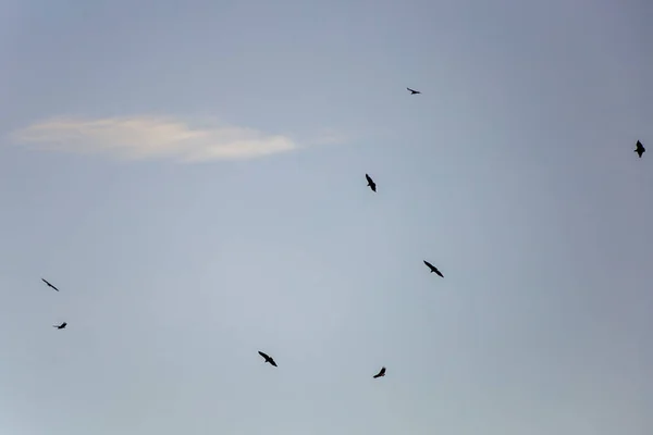 Turkey Vultures Soaring Clear Sky Plateau Eastern Andes Range Central — Zdjęcie stockowe