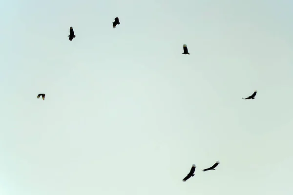 Turkey vultures soaring on a clear sky over the plateau of the eastern Andes range of central Colombia, near the colonial town of Villa de Leyva.