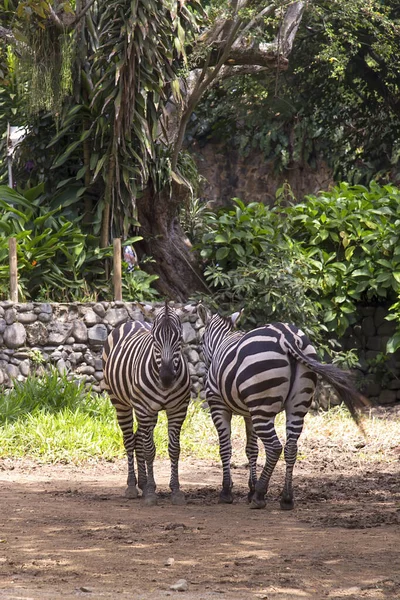 Couple Zebras Park City Cali Southwest Andes Colombia — Stockfoto