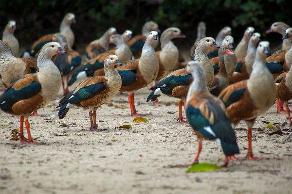 Group Orinoco Geese Beach Captured Bird Sanctuary City Cartagena Northern Rechtenvrije Stockafbeeldingen