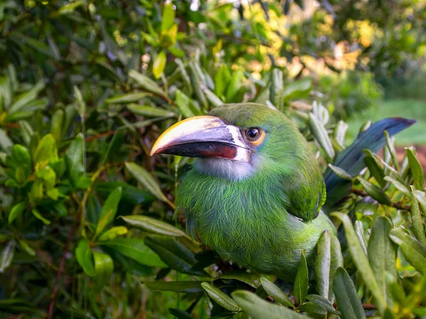 Wide Angle Photography Young White Throated Toucanet Perched Tree Captured Photo De Stock