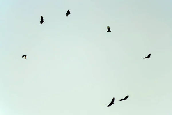 Turkey Vultures Soaring Clear Sky Plateau Eastern Andes Range Central ロイヤリティフリーのストック画像