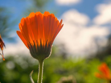 Kolombiya 'nın orta kesimindeki Arcabuco kasabası yakınlarındaki And Dağları' nda çekilen, öğleden sonra gökyüzüne karşı kadife çiçeği fotoğrafı..
