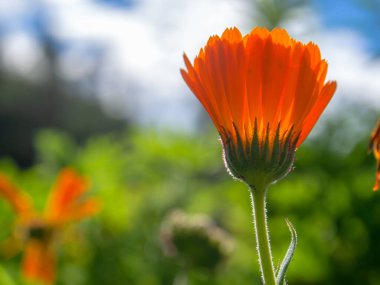 Kolombiya 'nın orta kesimindeki Arcabuco kasabası yakınlarındaki And Dağları' nda çekilen, öğleden sonra gökyüzüne karşı kadife çiçeği fotoğrafı..