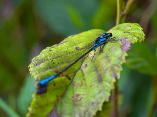 Macro Photography Blue Tailed Damselfly Seat Alder Leaf Taken Forest — стокове фото