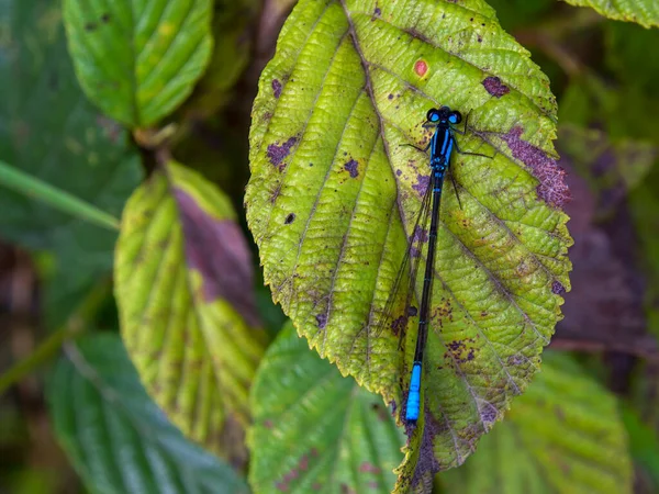 Macro Photography Blue Tailed Damselfly Sitting Alder Leaf Captured Forest — Stockfoto