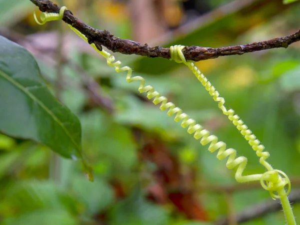 Macro Photography Curling Tendrils Grasping Branch Captured Farm Colonial Town — Stockfoto
