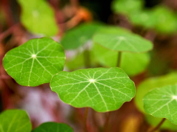 Macro Fotografia Delle Foglie Nasturzio Catturato Giardino Vicino Alla Città — Foto Stock