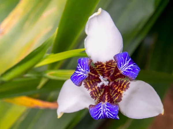 Photo Gros Plan Une Fleur Iris Exotique Capturée Dans Jardin — Photo