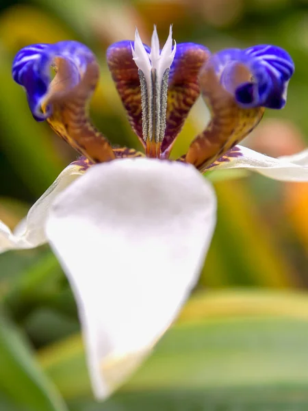 Macro Fotografia Esotico Fiore Iris Piedi Catturato Giardino Vicino Alla — Foto Stock