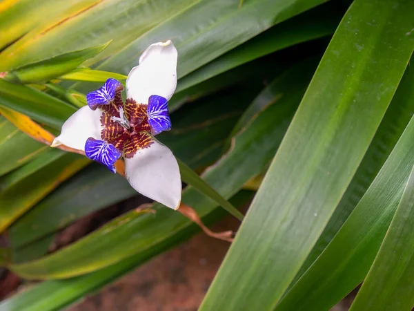 Une Fleur Iris Exotique Qui Fleurit Parmi Les Feuilles Plante — Photo