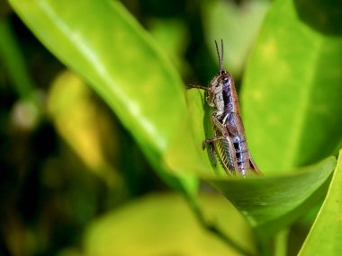 Kolombiya 'nın orta kesimindeki sömürge kasabası Villa de Leyva yakınlarındaki bir ormanda bir yaprağın üzerinde kahverengi bir çekirgenin makro fotoğrafı..