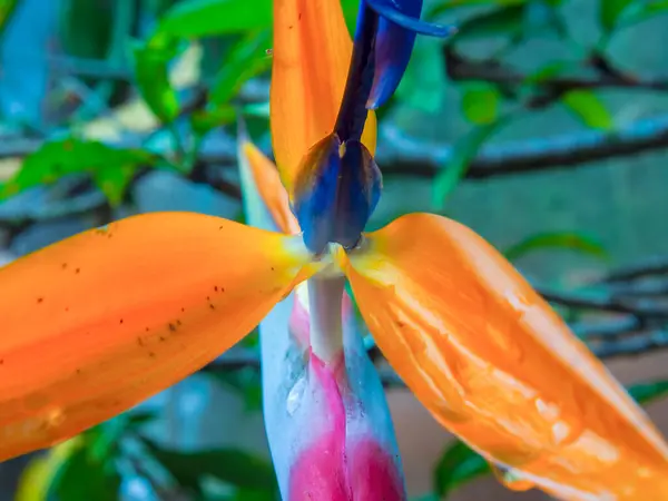 Macro Photography Bird Paradise Flower Captured Garden Colonial Town Villa — Photo