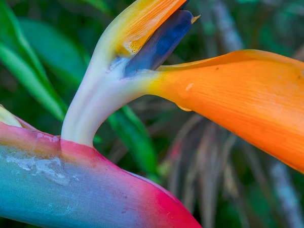 Macro Photography Bird Paradise Flower Captured Garden Colonial Town Villa — Fotografia de Stock