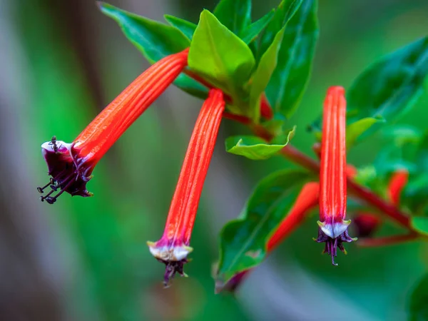 Macro-photography of three cigar plant flowers, captured in a garden near the colonial town of Villa de Leyva, in central Colombia.