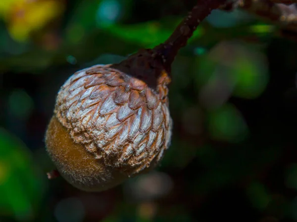 Macro Photography Colombian Oak Acorn Captured Ina Forest Colonial Town — Foto Stock