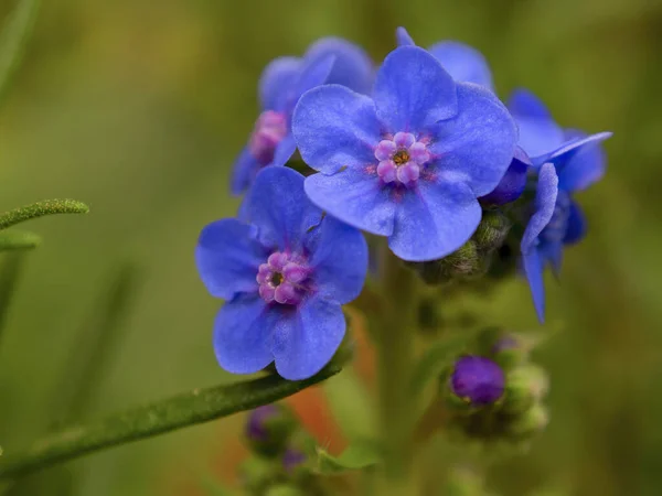 Macro Photography Forget Flowers Captured Garden Colonial Town Villa Leyva — 图库照片