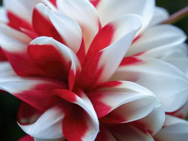 Macro Photography Petals Red White Dahlia Flower Captured Garden Colonial — Stock Photo, Image