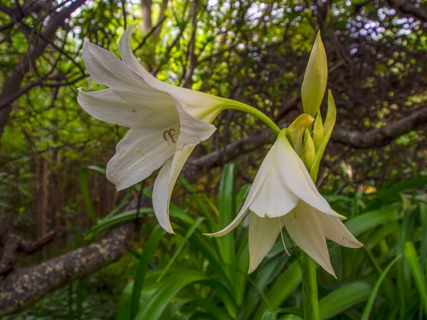 Close Photography Couple White Lilies Some Buds Captured Garden Colonial — ストック写真