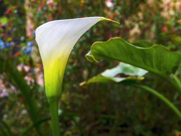 Close Fotography Freshly Open White Calla Lily Flower Captured Garden — ストック写真