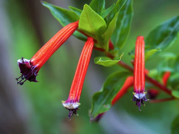 Macro Fotografie Van Drie Sigaarbloemen Gevangen Een Tuin Bij Het Stockfoto