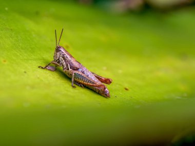 Kolombiya 'nın merkezindeki sömürge kasabası Villa de Leyva yakınlarındaki bir bahçede yaprağın üzerinde kahverengi bir çekirgenin makro fotoğrafı..