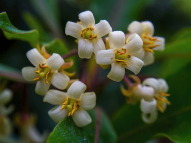 Kolombiya meşe çiçeklerinin makro fotoğrafları Orta Kolombiya 'daki sömürge kasabası Villa de Leyva yakınlarındaki bir ormanda çekildi..
