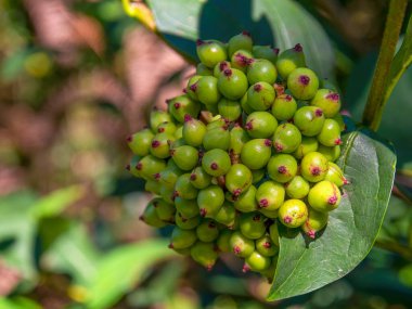 Kolombiya 'nın orta kesimindeki Villa de Leyva kasabasının yakınlarındaki bir ormanda yakalanan bir grup uripe Viburnum triphyllum böğürtleninin makro fotoğrafı..
