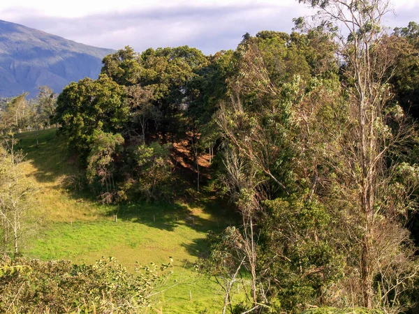 Utsikt Över Skog Eukalyptus Och Träd Vid Solnedgången Och Jordbruksmark — Stockfoto