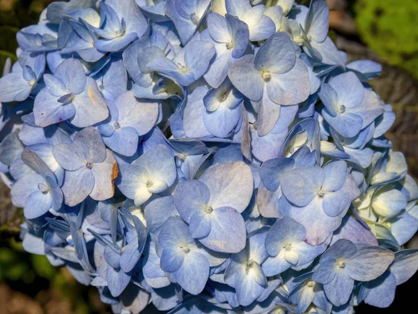 Fotografía Macro Hermoso Ramo Flores Hortensias Blancas Violetas Capturado Las —  Fotos de Stock