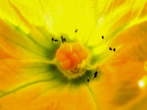 Fotografia Macro Interior Uma Flor Abóbora Com Alguns Insetos Capturada — Fotografia de Stock