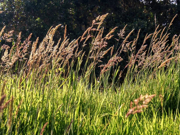 Funkelnde Grasblumen Licht Des Sonnenuntergangs Auf Einem Feld Der Nähe — Stockfoto