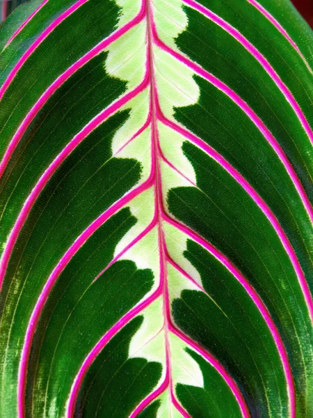 Macro photography of the beautiful leaf of a black prayer plant, captured on a garden near the colonial town of Villa de Leyva in central Colombia.