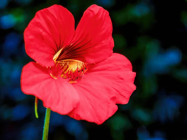 Macro Photography Red Nasturtium Flower Light Morning Captured Garden Colonial — Stock Photo, Image