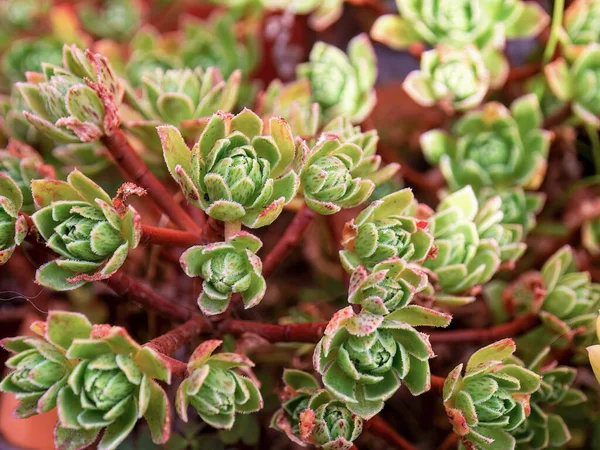 Fotografía Cerca Pequeñas Plantas Suculentas Aeonium Capturadas Jardín Cerca Ciudad — Foto de Stock