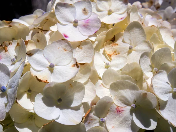 Fotografía Macro Hermoso Ramo Flores Hortensias Blancas Capturado Las Montañas —  Fotos de Stock