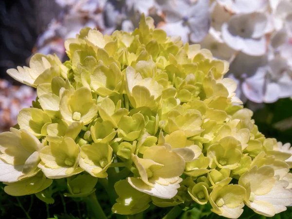 Genç Ortanca Çiçeklerinden Oluşan Güzel Bir Buketin Makro Fotoğrafı Orta — Stok fotoğraf
