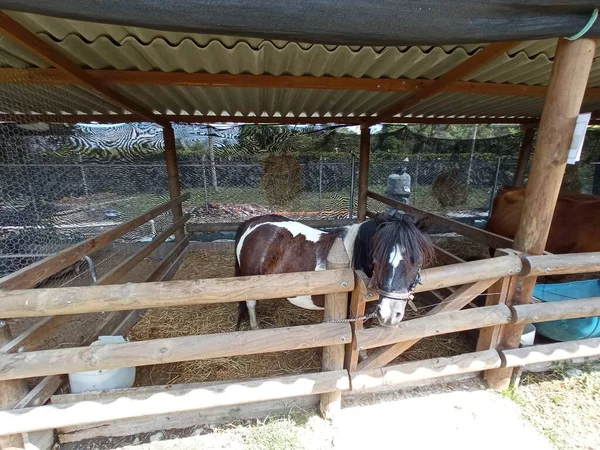 Little Horse Stable — Photo