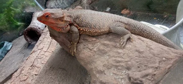 Dragon Comodoro Reptil — 图库照片