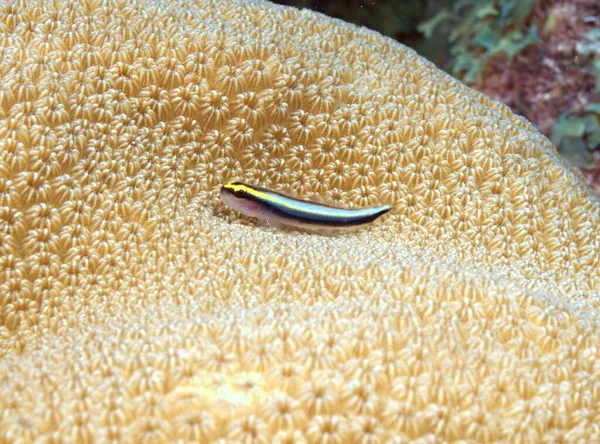 Sharknose Goby (Neon Goby) on coral head